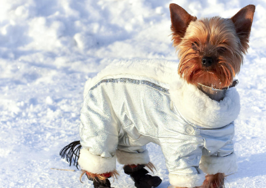 PG电子宠物小知识：你和你的狗的户外冬季活动(图2)