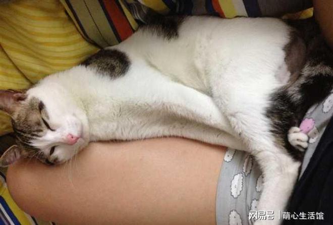 为啥猫咪爱睡在人的PG电子“两腿之间”？其实原因有这些(图6)