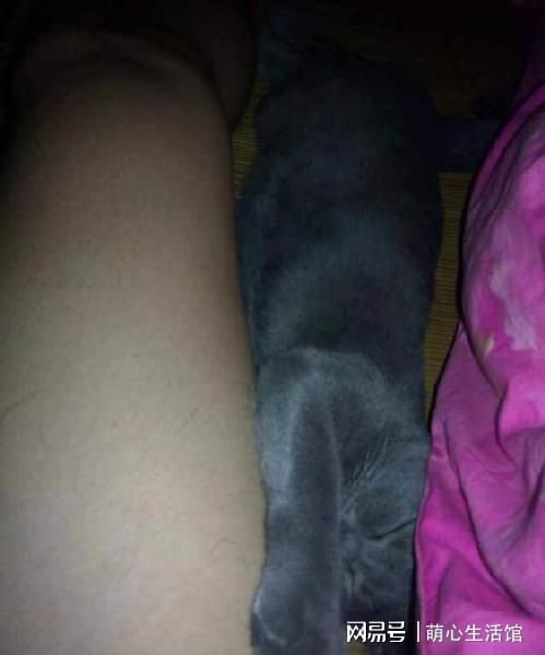为啥猫咪爱睡在人的PG电子“两腿之间”？其实原因有这些(图3)
